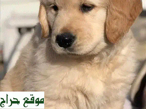 جرو جولدن ريتريفر أليف للغاية - متوفر الآن!