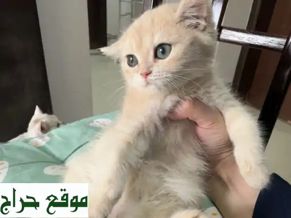 قطة سكوتش ستريت لعوبة - رفيقك الصغير الجديد!