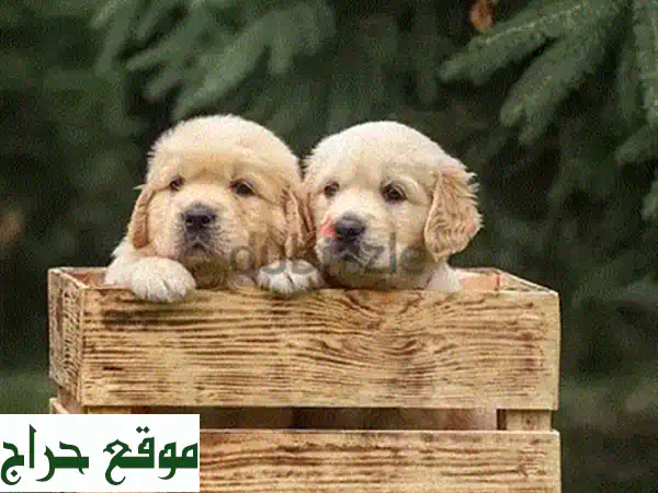 جرو جولدن ريتريفر أليف للغاية - متوفر الآن!