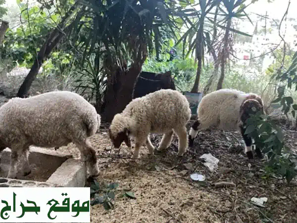 ٣ غنم ممتازة للبيع: ذكر كبير، ذكر صغير، وأنثى صغيرة - جبشيت، النبطية