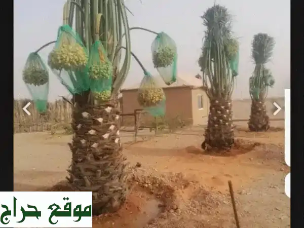 أنخيل: توريد معدات ولوازم صناعية وزراعية - توصيل...