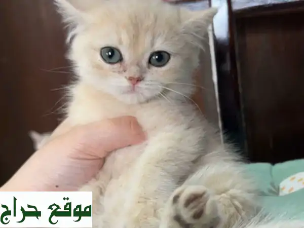 قطة سكوتش ستريت لعوبة - رفيقك الصغير الجديد!