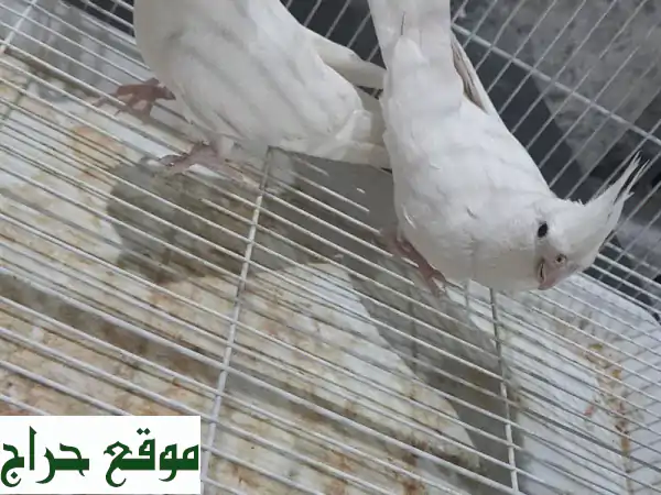 جوز ببغاوات كوكتيل بينو عين حمراء أليفة - لا تعض! مع كامل أغراضها!