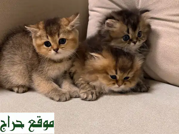 قطط بريتيش شنشيلة رائعة للبيع في أبوظبي - أنثى وذكر!