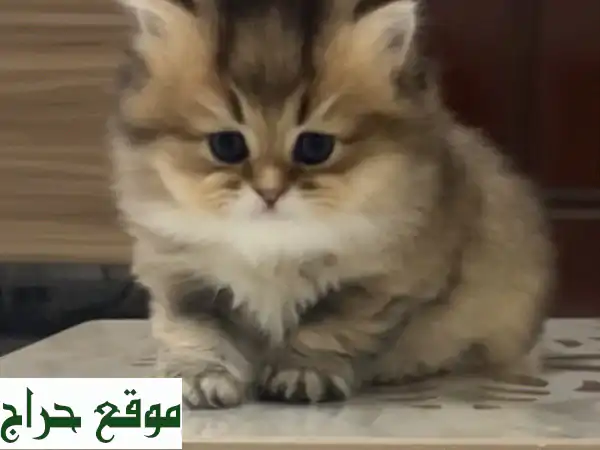 قطط بريتيش شنشيلة رائعة للبيع في أبوظبي - أنثى وذكر!