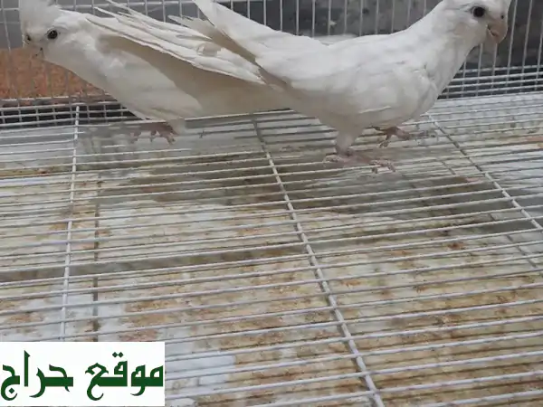 جوز ببغاوات كوكتيل بينو عين حمراء أليفة - لا تعض!...
