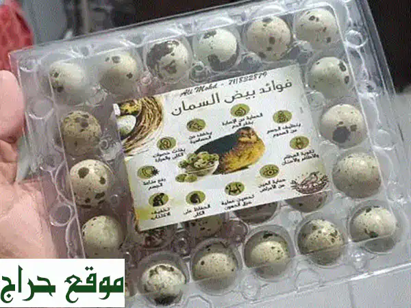 بيض دجاج فريش أبو جامبو - طازج يوميًا للتفقيس والأكل! + صيصان فري