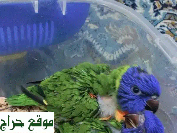 فروخ لوري بريشة ملونة..  أضف لمسة من السحر إلى منزلك!
