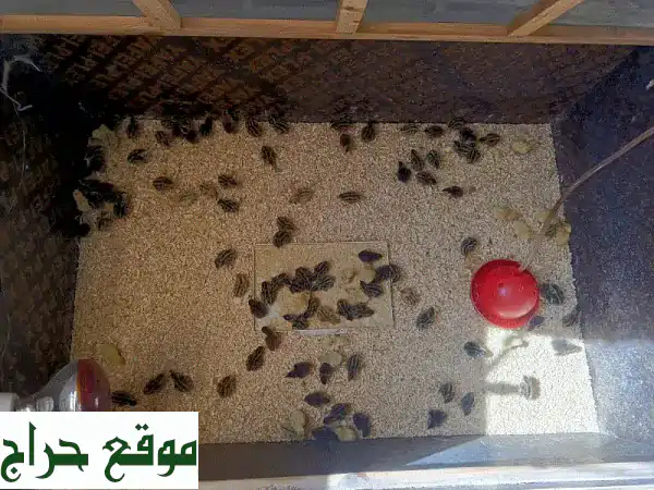 بيض دجاج فريش أبو جامبو - طازج يوميًا للتفقيس والأكل!...