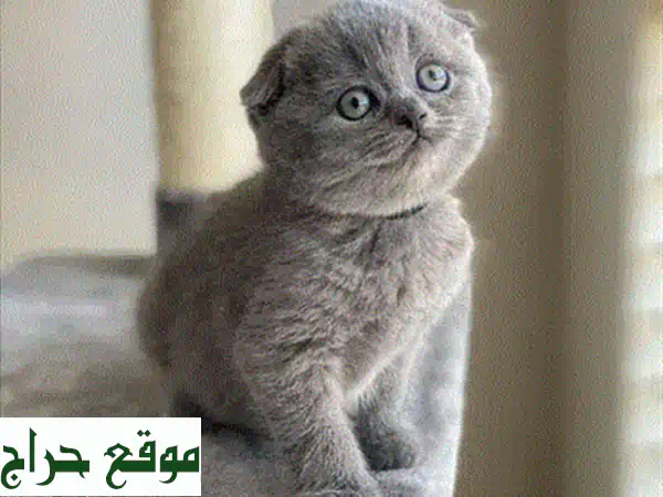 قطط اسكتلندية فولد ذهبية وبلو بوينت - أليفة ومدربة على استخدام صندوق الرمل!