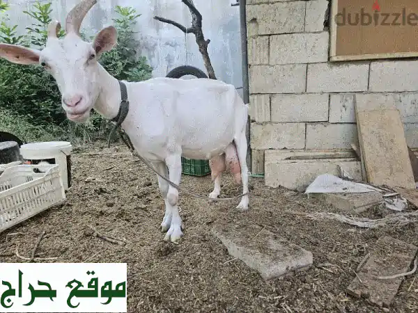 swisre asle 5 kg