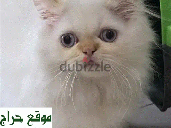 بيرشن بيكى فيس فخم للبيع - عيون زرقاء وجمال آسِر!