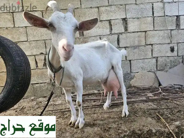 swisre asle 5 kg