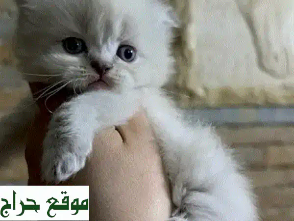 قطط اسكتلندية فولد ذهبية وبلو بوينت - أليفة ومدربة...