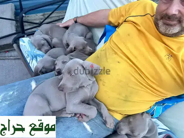 جراء ويمارانر رقيقة: 6 كائنات رائعة تبحث عن...