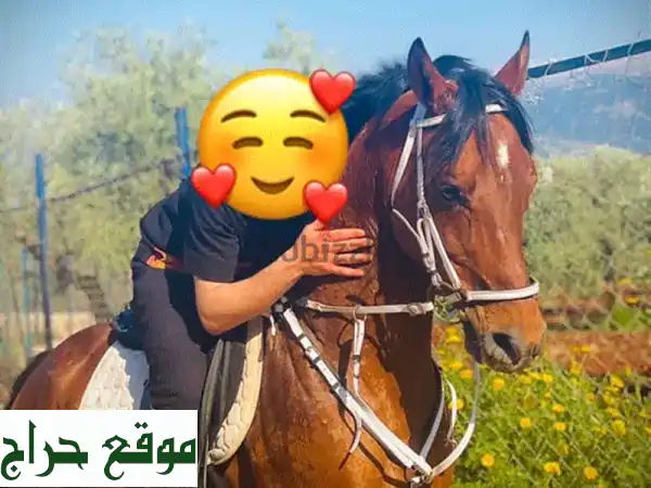 مهر عربي أصيل - 4 سنوات - صافي النسب ووثائق كاملة