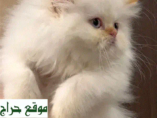 بيرشن بيكى فيس فخم للبيع - عيون زرقاء وجمال آسِر!