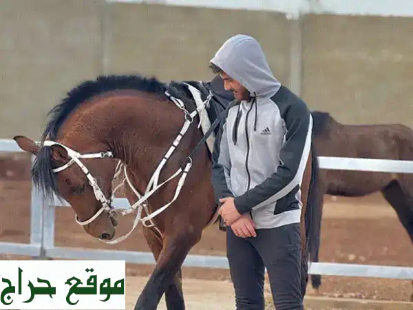 مهر عربي أصيل - 4 سنوات - صافي النسب ووثائق كاملة