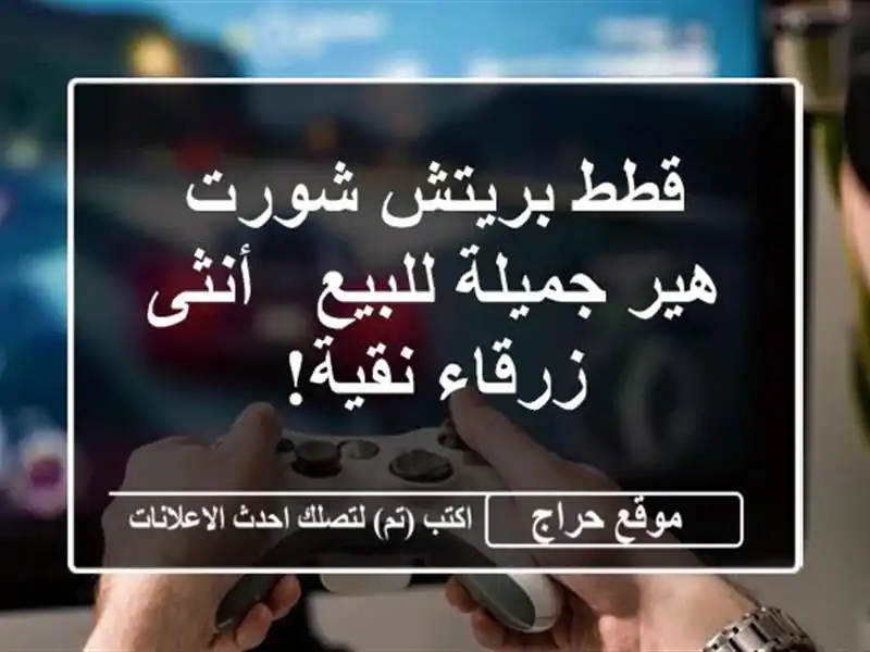 قطط بريتش شورت هير جميلة للبيع - أنثى زرقاء نقية!