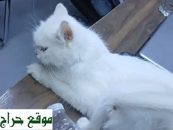 للتفاصيل التحديث الى الواتساب للبيع قطة بيض اللون