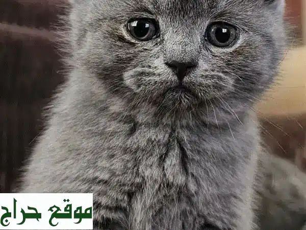 قطة بريطانية قصيرة الشعر - عمر شهرين - سلالة نقية! 😻