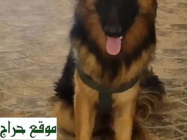 كلاب جيرمن شيبرد ألمانية أصيلة - إناث منتجة - جاهزة للتزاوج أو الحراسة (جدة فقط)