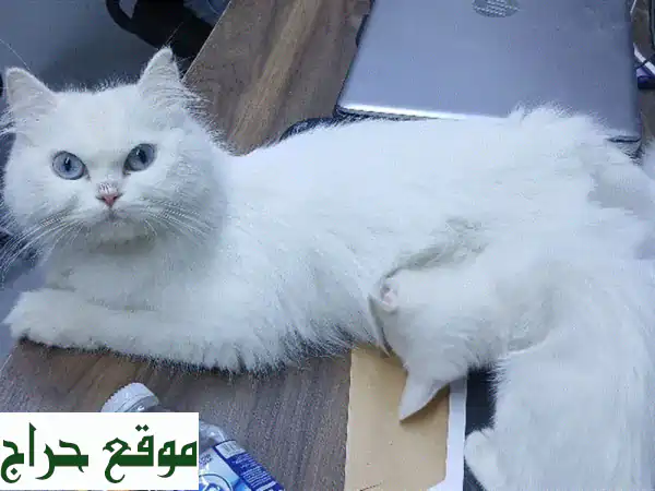 للتفاصيل التحديث الى الواتساب للبيع قطة بيض اللون
