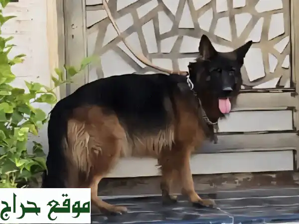 كلاب جيرمن شيبرد ألمانية أصيلة - إناث منتجة -...