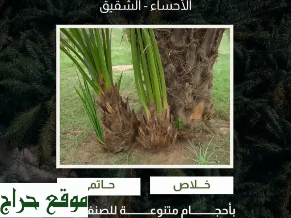 فسائل نخيل خلاص وحاتمي عالية الجودة - أحجام متنوعة!