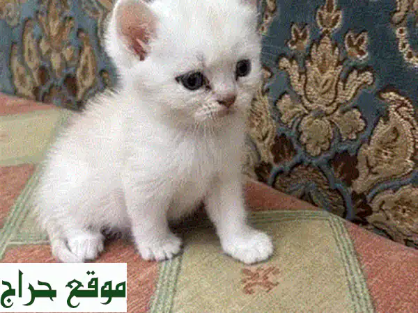 قطة بريطانية قصيرة الشعر - عمر شهرين - سلالة نقية! 😻