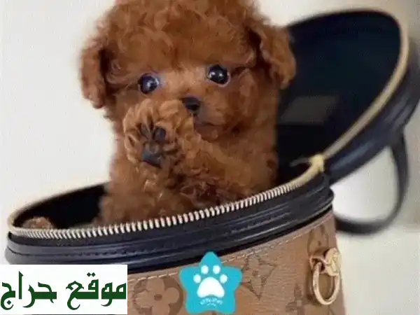 جلباب تودل صغير الحجم - كلب أليف ونظيف من أوكرانيا!