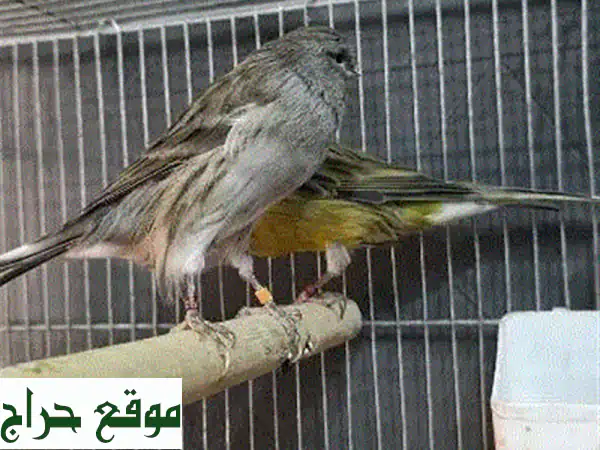 يورغات أصلية | منتجات طبيعية لعناية فائقة بصحتك وحيواناتك الأليفة