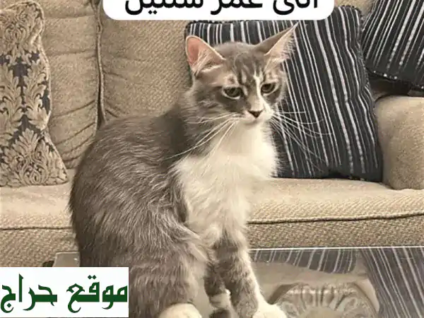 قطط شيرازي رقيقة: عمر شهرين وسنتين - تربية منزلية رائعة!