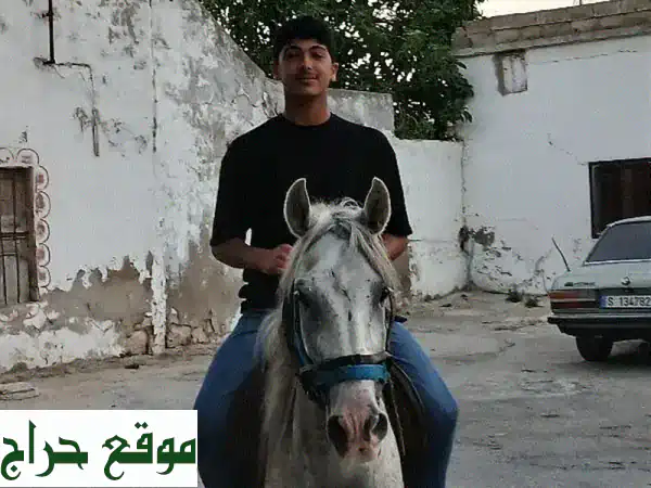 فرسٌ نبيلٌ يبحث عن بيتٍ جديد!  (سعر مغرٍّ)