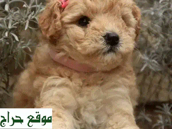 جلباب تودل صغير الحجم - كلب أليف ونظيف من أوكرانيا!