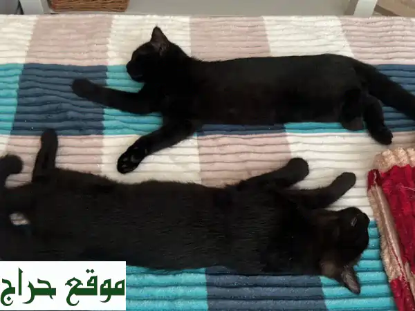 قطط سكوتش فولد وبيرشن للتبني -  أكثر من مجرد...