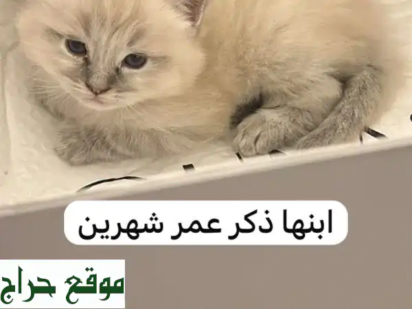قطط شيرازي رقيقة: عمر شهرين وسنتين - تربية منزلية رائعة!