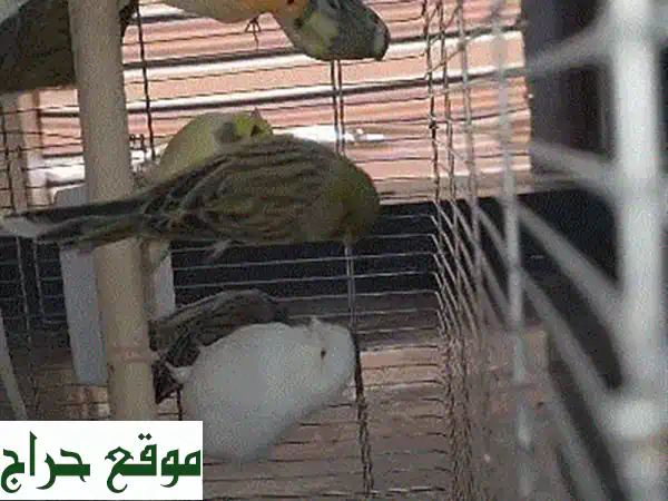 يورغات أصلية | منتجات طبيعية لعناية فائقة...