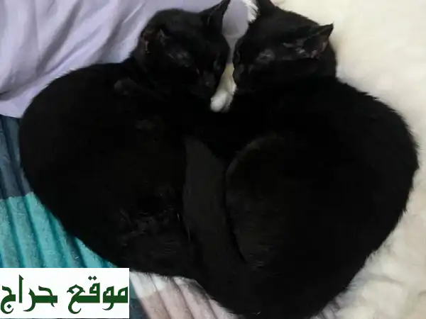 قطط سكوتش فولد وبيرشن للتبني -  أكثر من مجرد حيوانات أليفة!