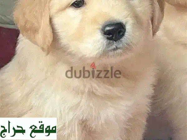 جرو جولدن ريتريفر وجه دبّ - عمر شهرين - مرحّب بك...
