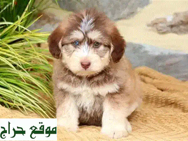 Whatsapp Me +96555207281 Maltipoo  Puppies for sale