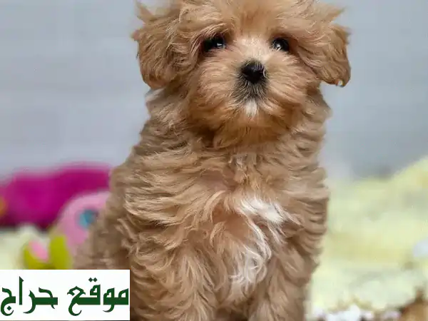 Whatsapp Me +96555207281 Maltipoo  Puppies for sale