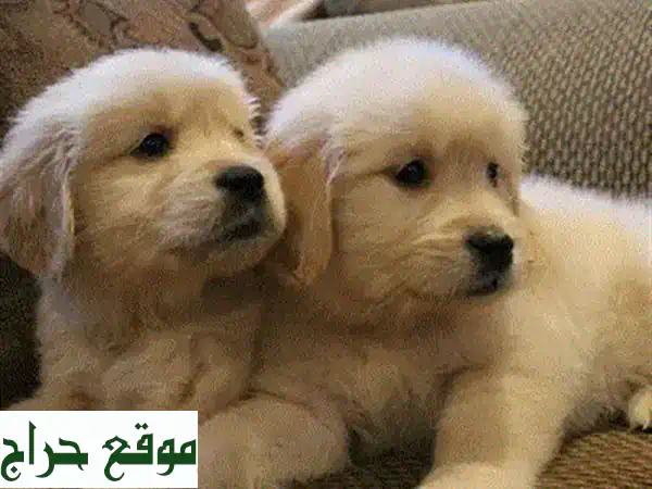 جرو جولدن ريتريفر وجه دبّ - عمر شهرين - مرحّب بك في عائلتك!