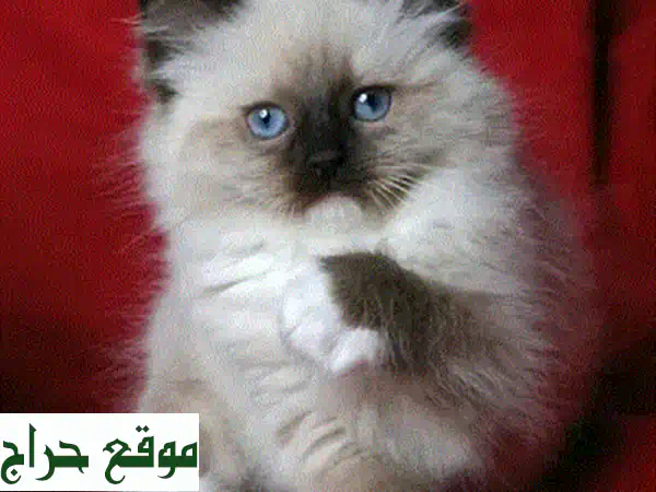 قطط هيمالايا أزرق جميلة - عمر شهرين - جاهزة لمنزل جديد!
