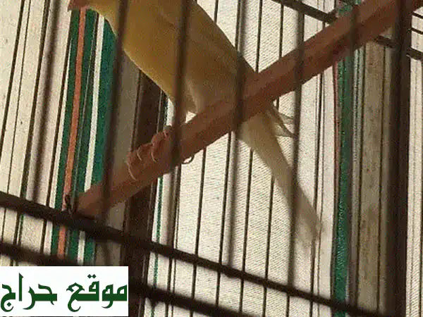 كوبرا متوج ذكر (سنة واحدة) - جاهز للتزاوج!