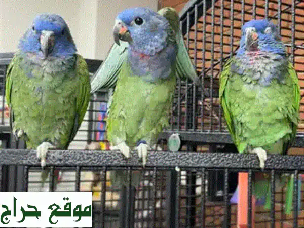 حبّاتٌ من الجنة: زوّج طيور الحبّ لديك من أجمل الأنواع!