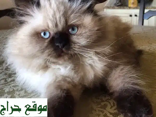 قطط هيمالايا أزرق جميلة - عمر شهرين - جاهزة لمنزل جديد!