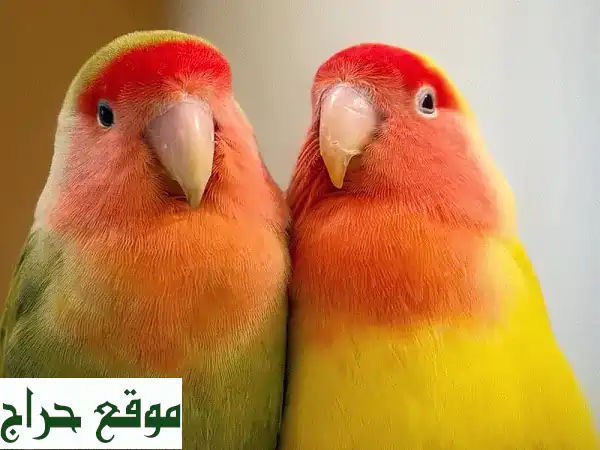 حبّاتٌ من الجنة: زوّج طيور الحبّ لديك من أجمل الأنواع!