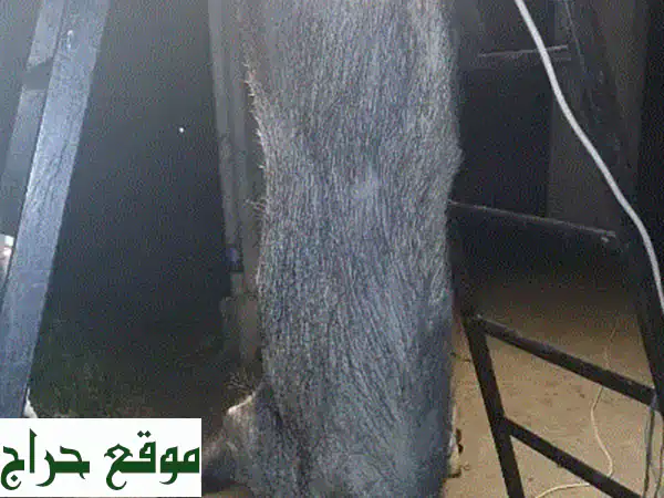  أشجار جوز ملكية  -  ثمار غنية ولذيذة من أرض خصبة