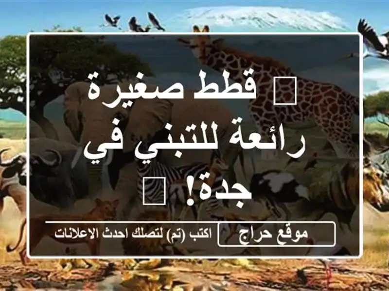 😻 قطط صغيرة رائعة للتبني في جدة! 😻